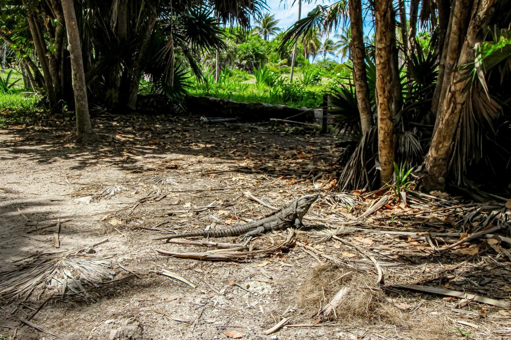 Miraluna B223 At Luum Zama Tulum Luaran gambar